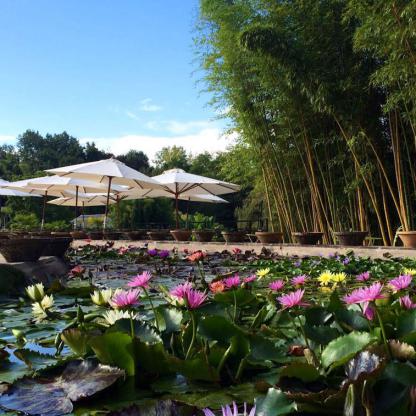 Admirez le jardin des Nénuphars au Temple sur Lot qui ont fait l'admiration du peintre Claude Monet